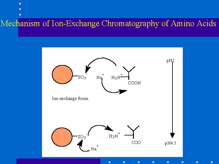 Mechanism of Ion-Exchange Chromatography of Amino Acids p. H 2 - SO 3 Na