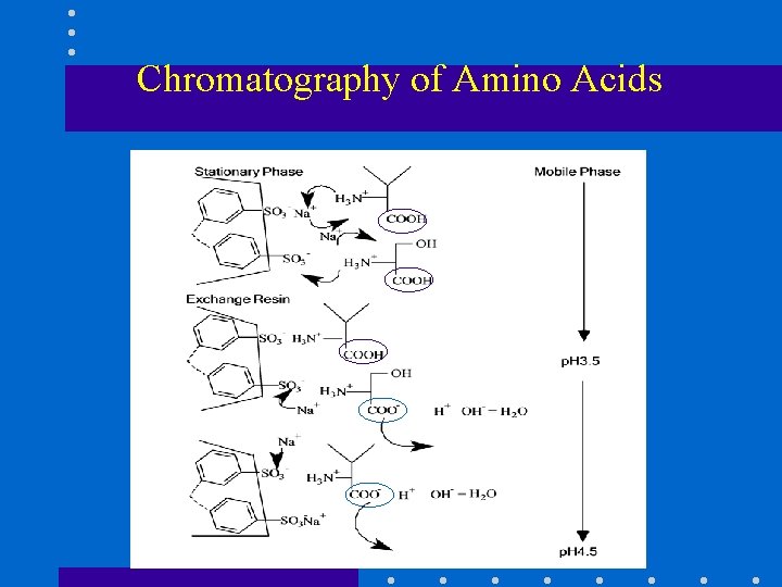 Chromatography of Amino Acids 