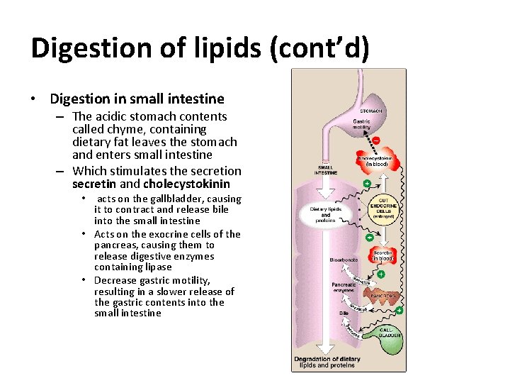 Digestion of lipids (cont’d) • Digestion in small intestine – The acidic stomach contents