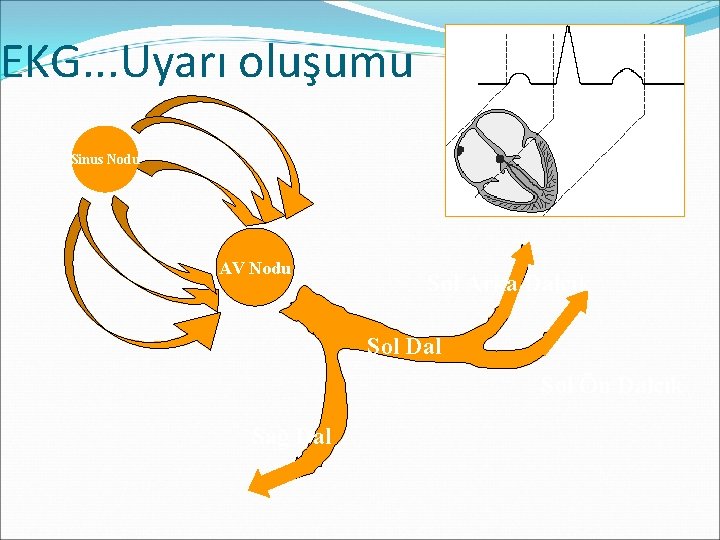 EKG. . . Uyarı oluşumu Sinus Nodu AV Nodu Sol Arka Dalcık Sol Dal