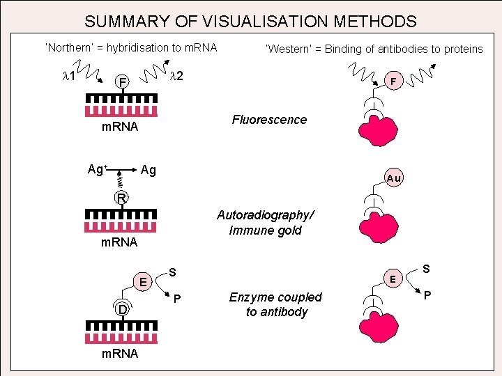 SUMMARY OF VISUALISATION METHODS ‘Northern’ = hybridisation to m. RNA l 1 l 2