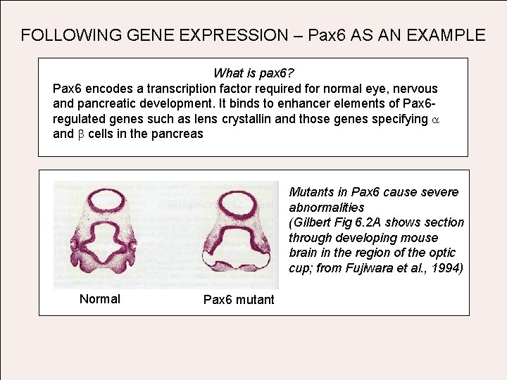 FOLLOWING GENE EXPRESSION – Pax 6 AS AN EXAMPLE What is pax 6? Pax