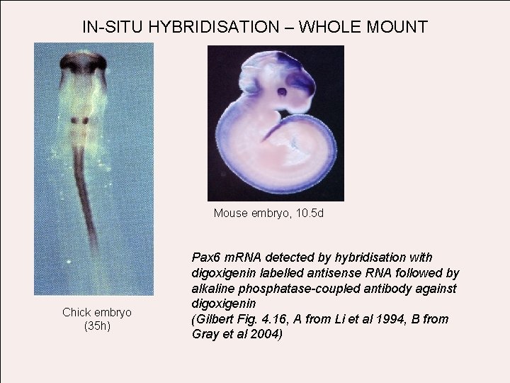IN-SITU HYBRIDISATION – WHOLE MOUNT Mouse embryo, 10. 5 d Chick embryo (35 h)