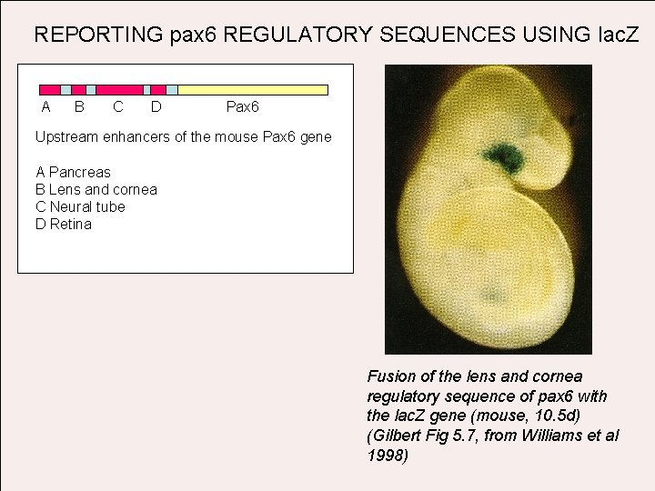 REPORTING pax 6 REGULATORY SEQUENCES USING lac. Z A B C D Pax 6