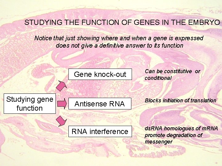 STUDYING THE FUNCTION OF GENES IN THE EMBRYO Notice that just showing where and