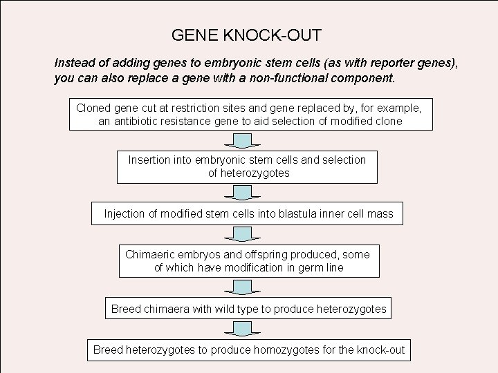 GENE KNOCK-OUT Instead of adding genes to embryonic stem cells (as with reporter genes),