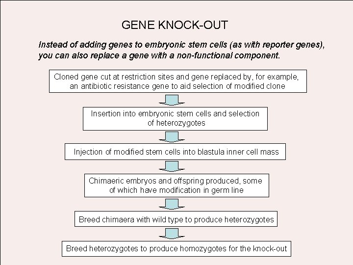 GENE KNOCK-OUT Instead of adding genes to embryonic stem cells (as with reporter genes),