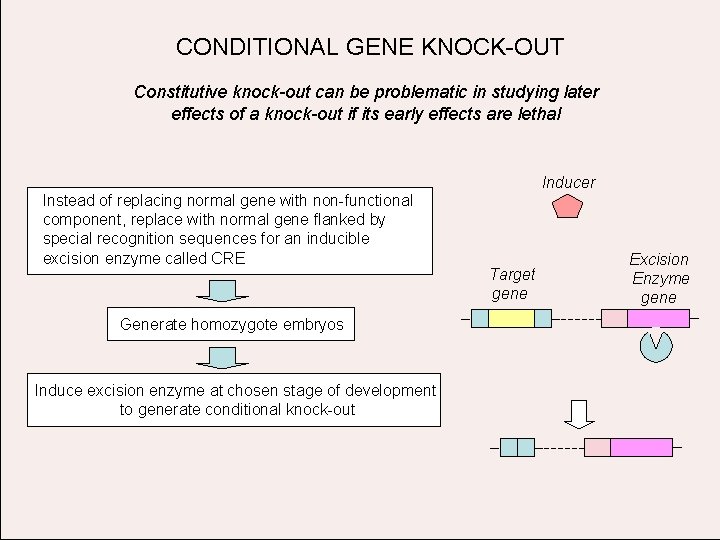 CONDITIONAL GENE KNOCK-OUT Constitutive knock-out can be problematic in studying later effects of a