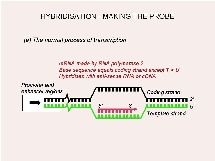 HYBRIDISATION - MAKING THE PROBE (a) The normal process of transcription m. RNA made