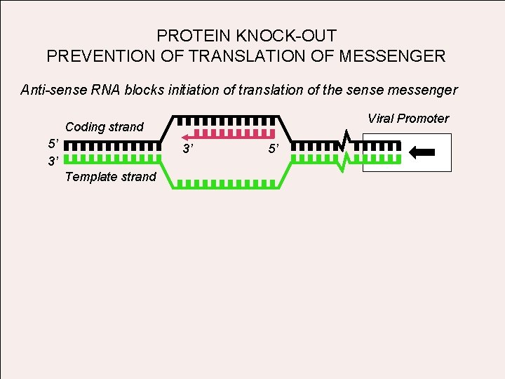 PROTEIN KNOCK-OUT PREVENTION OF TRANSLATION OF MESSENGER Anti-sense RNA blocks initiation of translation of