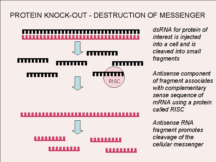 PROTEIN KNOCK-OUT - DESTRUCTION OF MESSENGER ds. RNA for protein of interest is injected