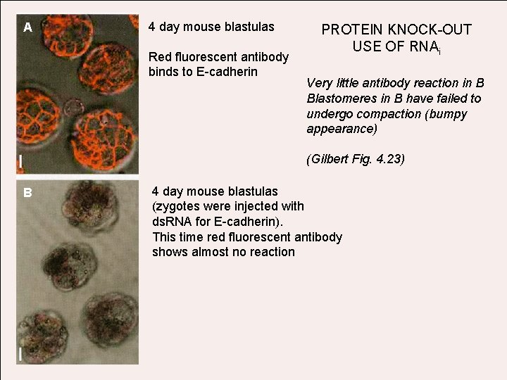 A 4 day mouse blastulas Red fluorescent antibody binds to E-cadherin PROTEIN KNOCK-OUT USE