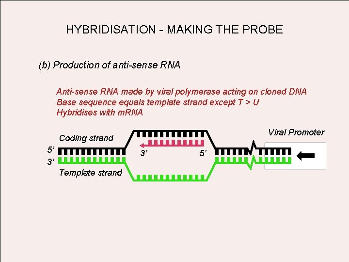 HYBRIDISATION - MAKING THE PROBE (b) Production of anti-sense RNA Anti-sense RNA made by