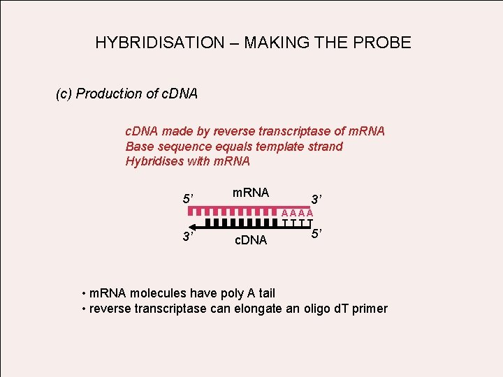 HYBRIDISATION – MAKING THE PROBE (c) Production of c. DNA made by reverse transcriptase