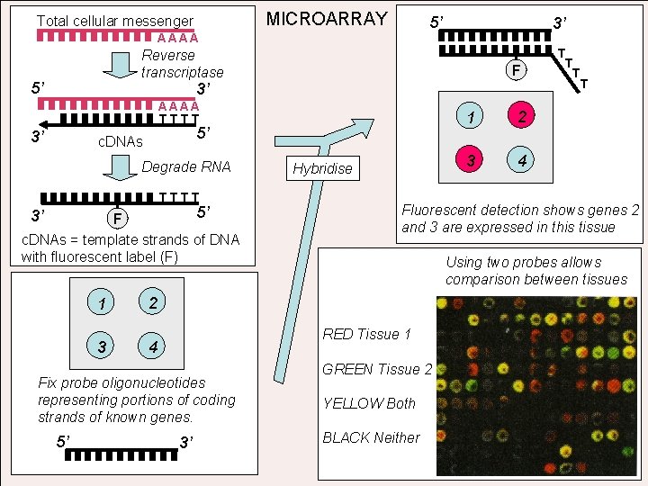 MICROARRAY Total cellular messenger 5’ AAAA 3’ Reverse transcriptase 5’ F 3’ AAAA TTTT
