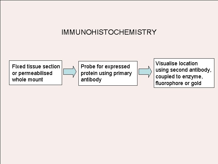 IMMUNOHISTOCHEMISTRY Fixed tissue section or permeabilised whole mount Probe for expressed protein using primary