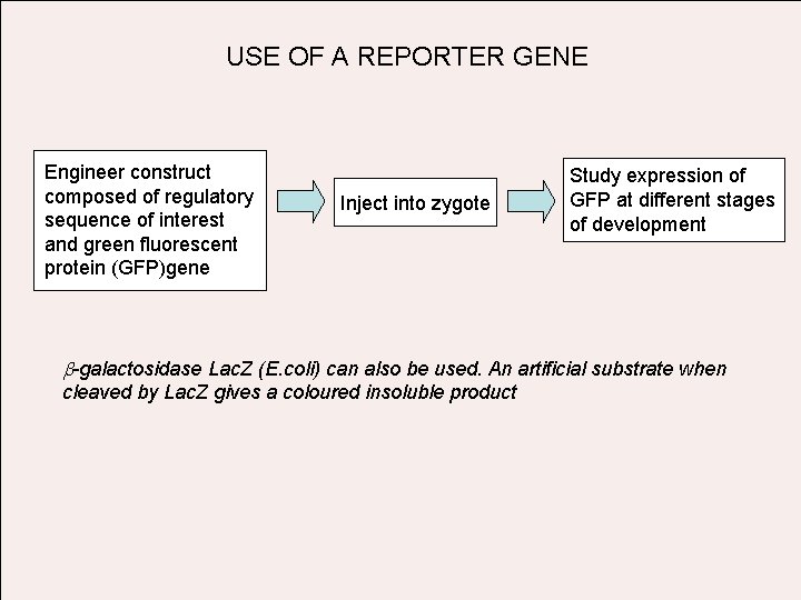 USE OF A REPORTER GENE Engineer construct composed of regulatory sequence of interest and