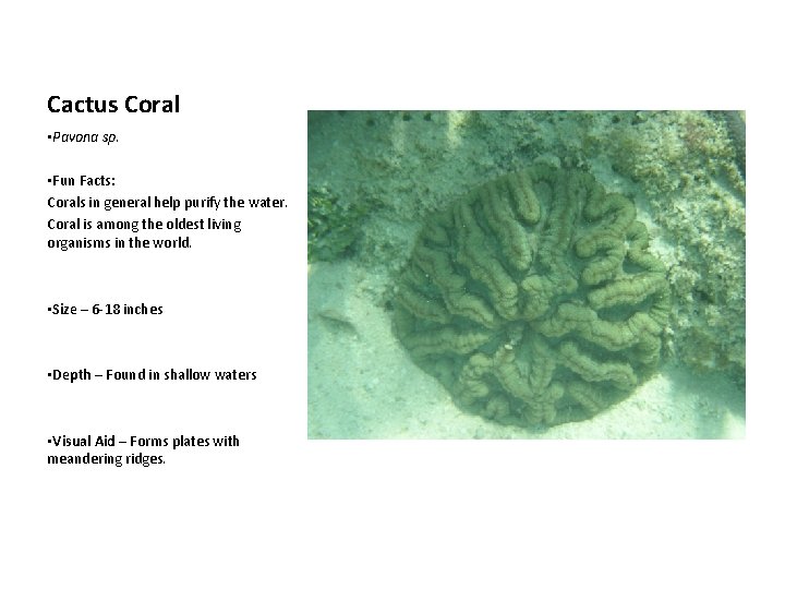 Cactus Coral • Pavona sp. • Fun Facts: Corals in general help purify the