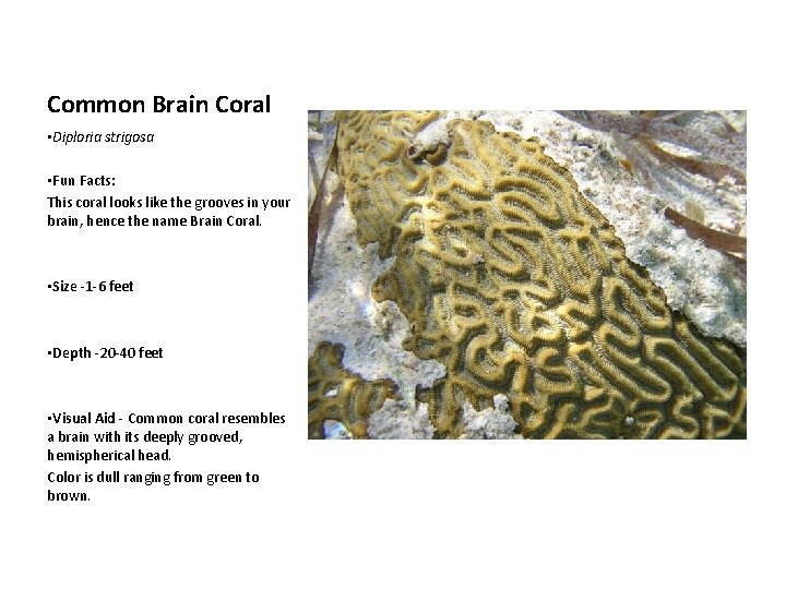 Common Brain Coral • Diploria strigosa • Fun Facts: This coral looks like the