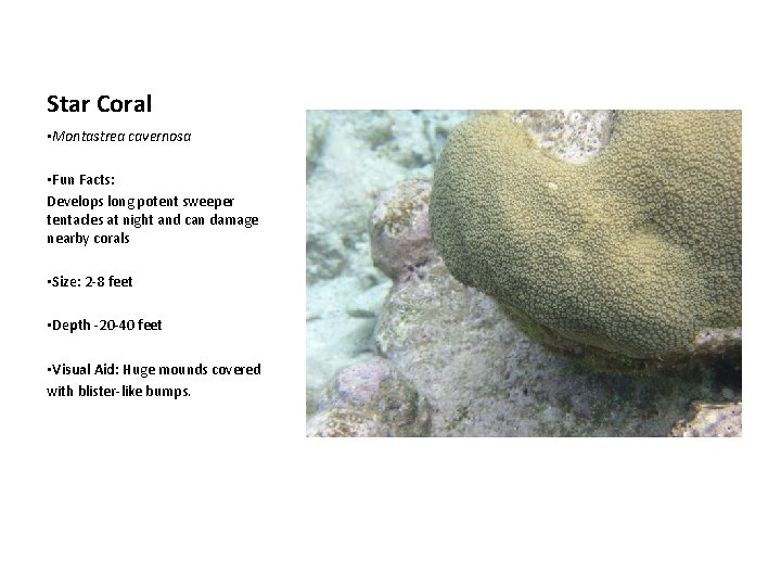 Star Coral • Montastrea cavernosa • Fun Facts: Develops long potent sweeper tentacles at