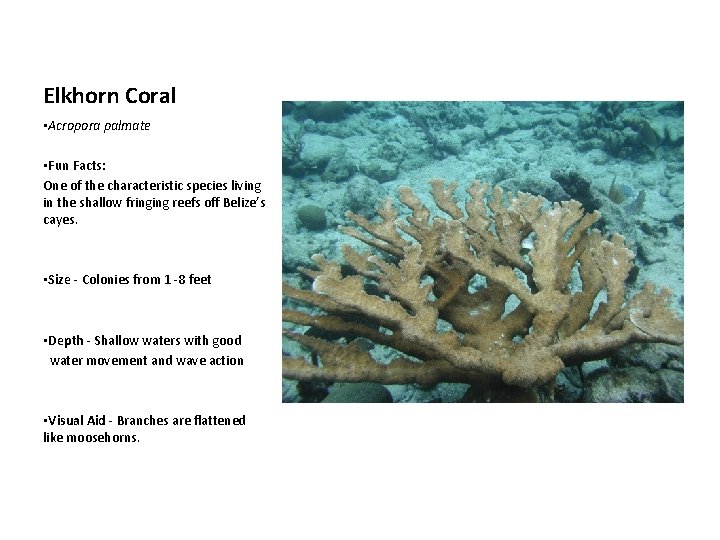 Elkhorn Coral • Acropora palmate • Fun Facts: One of the characteristic species living