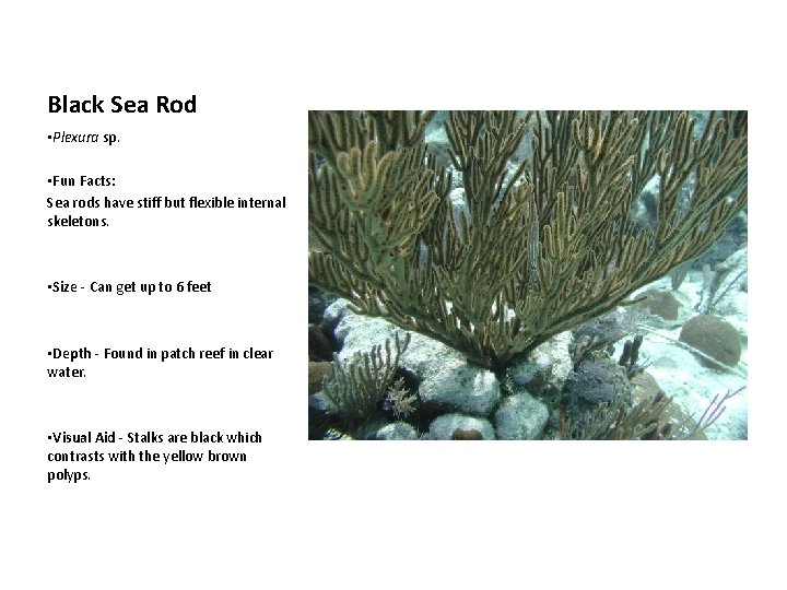 Black Sea Rod • Plexura sp. • Fun Facts: Sea rods have stiff but