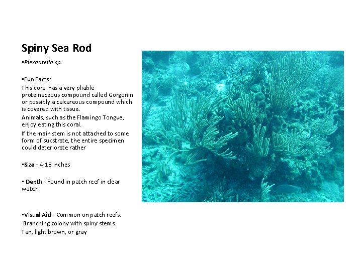 Spiny Sea Rod • Plexaurella sp. • Fun Facts: This coral has a very