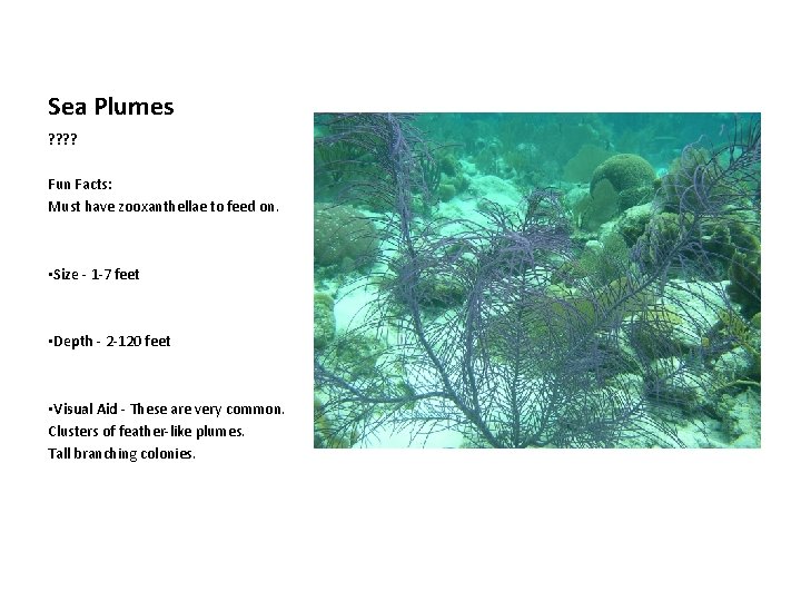 Sea Plumes ? ? Fun Facts: Must have zooxanthellae to feed on. • Size