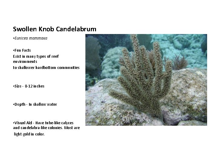 Swollen Knob Candelabrum • Eunicea mammosa • Fun Facts Exist in many types of