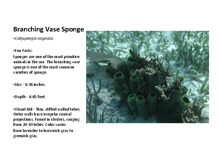 Branching Vase Sponge • Callyspongia vaginalis • Fun Facts: Sponges are one of the