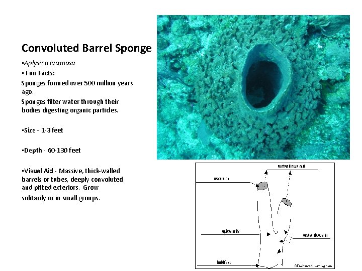 Convoluted Barrel Sponge • Aplysina lacunosa • Fun Facts: Sponges formed over 500 million