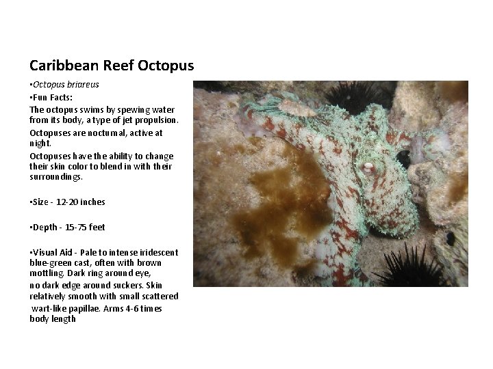 Caribbean Reef Octopus • Octopus briareus • Fun Facts: The octopus swims by spewing