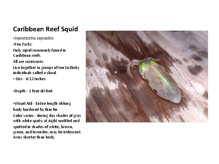 Caribbean Reef Squid • Sepioteuthis sepioidea • Fun Facts: Only squid commonly found in