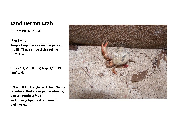 Land Hermit Crab • Coenobita clypeatus • Fun Facts: People keep these animals as