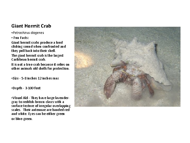 Giant Hermit Crab • Petrochirus diogenes • Fun Facts: Giant hermit crabs produce a