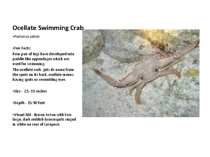 Ocellate Swimming Crab • Portunus sebae • Fun Facts: Rear pair of legs have