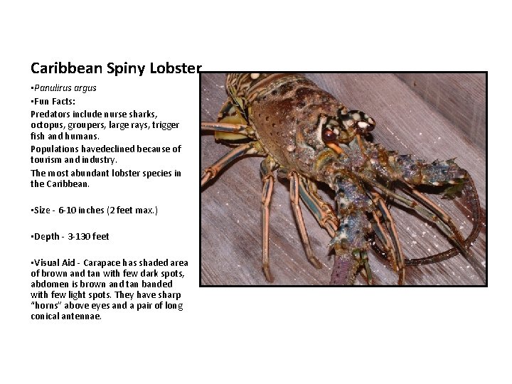 Caribbean Spiny Lobster • Panulirus argus • Fun Facts: Predators include nurse sharks, octopus,