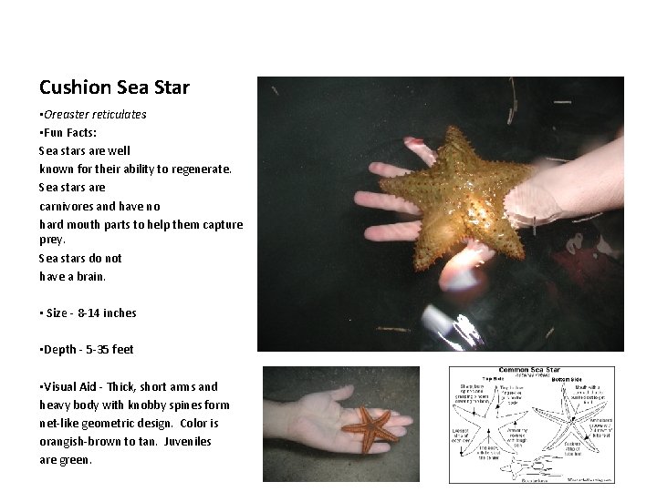 Cushion Sea Star • Oreaster reticulates • Fun Facts: Sea stars are well known