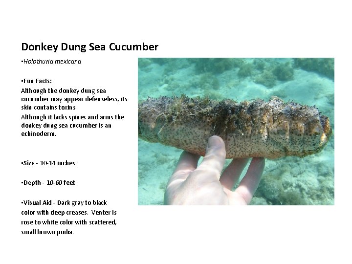 Donkey Dung Sea Cucumber • Holothuria mexicana • Fun Facts: Although the donkey dung