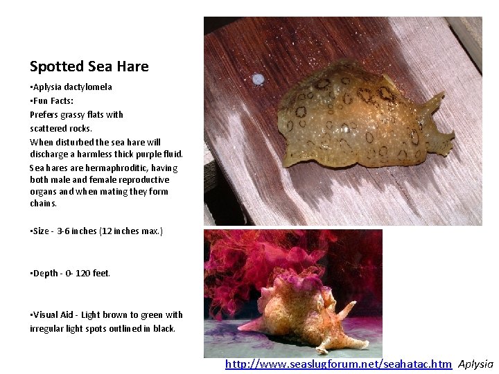 Spotted Sea Hare • Aplysia dactylomela • Fun Facts: Prefers grassy flats with scattered