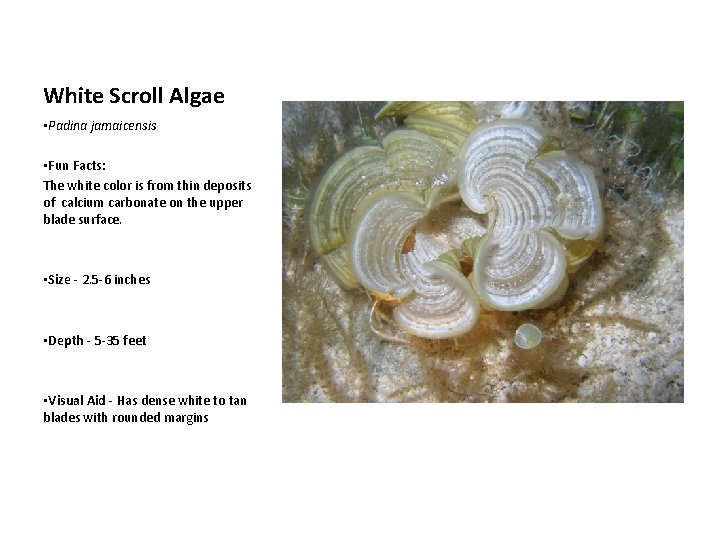 White Scroll Algae • Padina jamaicensis • Fun Facts: The white color is from