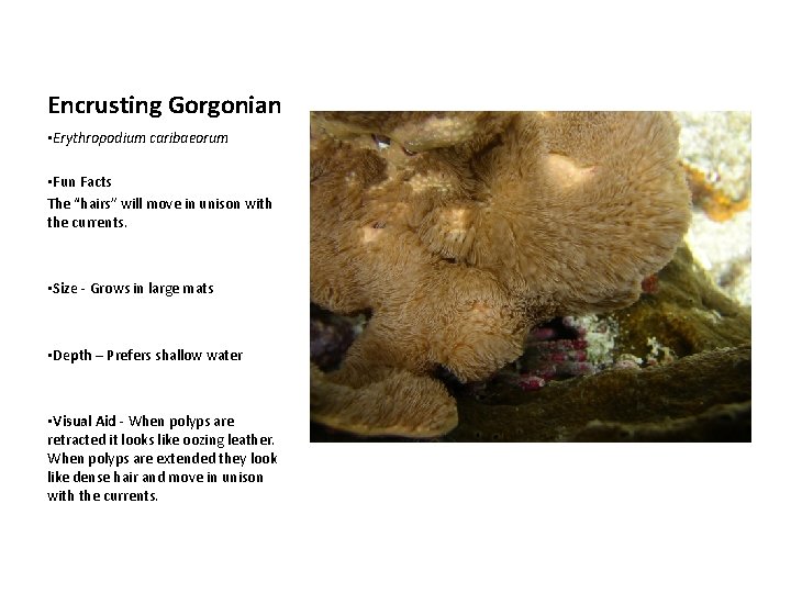 Encrusting Gorgonian • Erythropodium caribaeorum • Fun Facts The “hairs” will move in unison