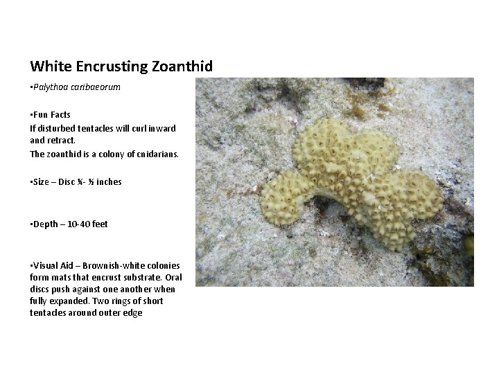 White Encrusting Zoanthid • Palythoa caribaeorum • Fun Facts If disturbed tentacles will curl