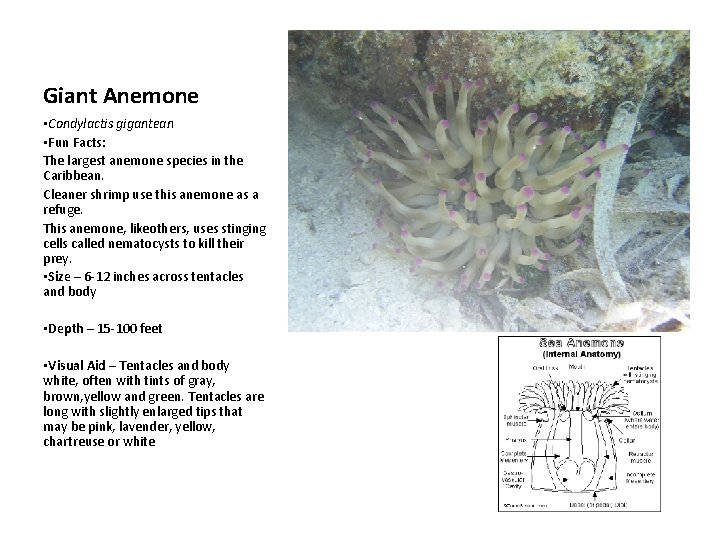 Giant Anemone • Condylactis gigantean • Fun Facts: The largest anemone species in the