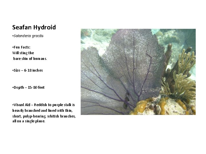 Seafan Hydroid • Solanderia gracilis • Fun Facts: Will sting the bare skin of