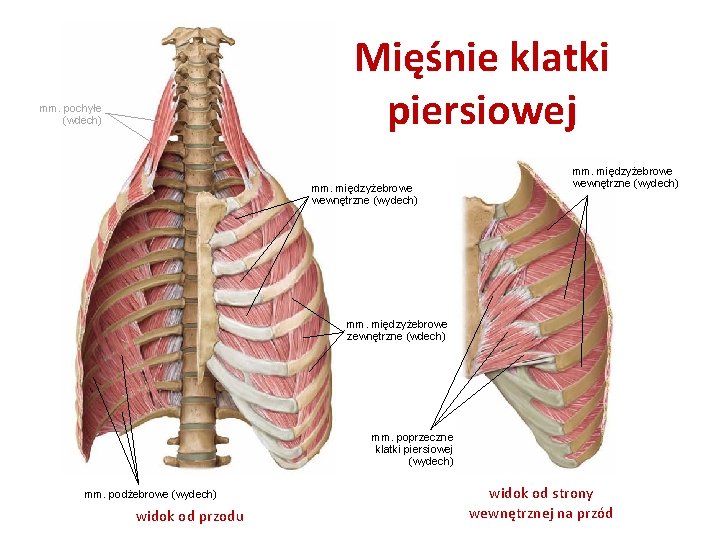 Mięśnie klatki piersiowej mm. pochyłe (wdech) mm. międzyżebrowe wewnętrzne (wydech) mm. międzyżebrowe zewnętrzne (wdech)