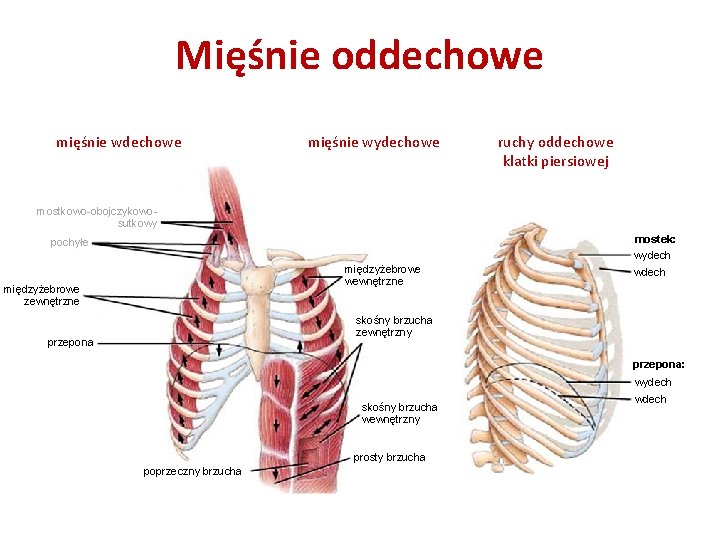 Mięśnie oddechowe mięśnie wydechowe ruchy oddechowe klatki piersiowej mostkowo-obojczykowosutkowy mostek: wydech pochyłe międzyżebrowe wewnętrzne