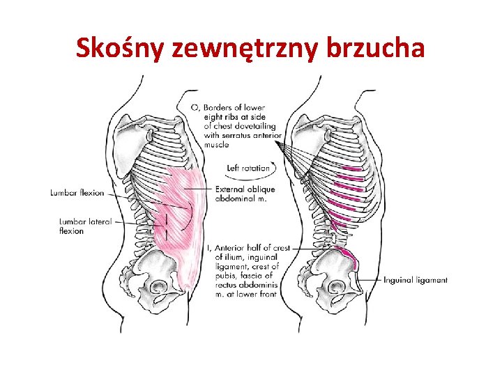 Skośny zewnętrzny brzucha 