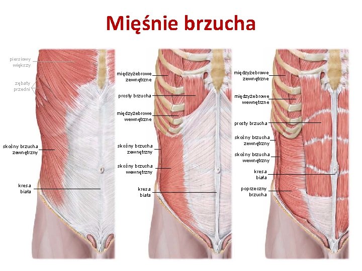 Mięśnie brzucha piersiowy większy zębaty przedni międzyżebrowe zewnętrzne prosty brzucha międzyżebrowe wewnętrzne skośny brzucha