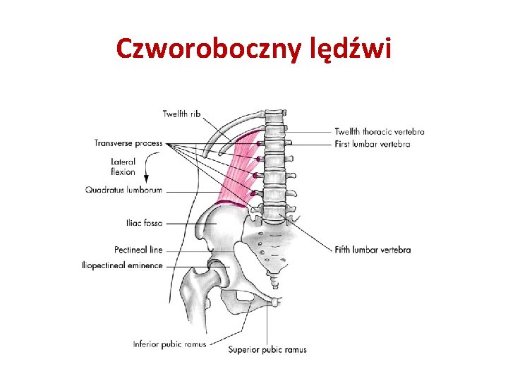 Czworoboczny lędźwi 